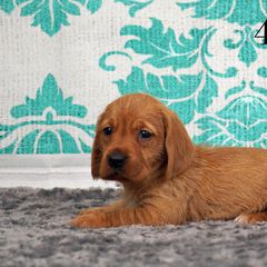 Basset Fauve de Bretagne and Miniature American Shepherd Puppies from 4 Clovers Kennel