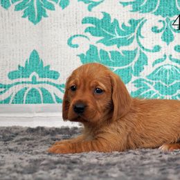 Basset Fauve de Bretagne and Miniature American Shepherd Puppies from 4 Clovers Kennel