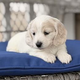 Brisk - Cream male Dachshund puppy in Martinsville, Virginia from Ana’s Beautiful Doxies