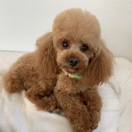 Jasper - Poodle