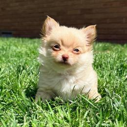 Cortland Pomchi (tiny) - Blue fawn male Chihuahua puppy in Seneca, Missouri from Stephanie’s Puppy Colony