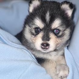 Juniper (Purple Collar) - Black and white female Pomsky puppy in Kennewick, Washington from Nebula Ranch Pomskies