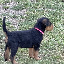 Airedale Terrier Puppies from Seaquest Airedales