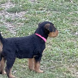 Airedale Terrier Puppies from Seaquest Airedales