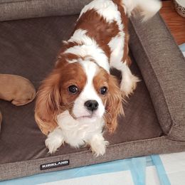 Charlie - Cavalier King Charles Spaniel