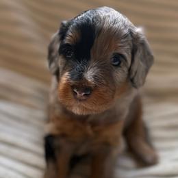 Maple - Merle female Bernedoodle puppy in Copenhagen, New York from Moser’s Mapleridge Farm