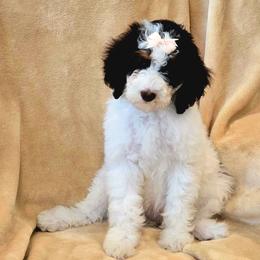 Pearl - Brown and white female Sheepadoodle puppy in Heyburn, Idaho from Royal T Acres