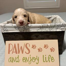 Cream Girl (no collar) - Cream female Dachshund puppy in Fontana, California from Oscar Meyer’s Weenies