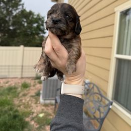 Dachshund Puppies from Sarah’s Dachshies