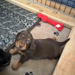 Dachshund Puppies from Spunky Sausage Pups