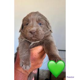 Max Bobby - Gray male Newfoundland puppy in New Paris, Ohio from Beatty Newfies