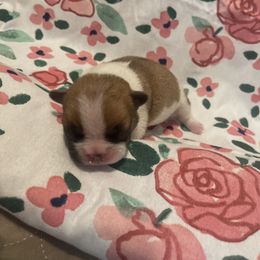 Girl 4 - French Bulldog puppy in Olive Branch, Mississippi from Letitia's French Bulldogs