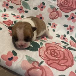 Girl 4 - French Bulldog puppy in Olive Branch, Mississippi from Letitia's French Bulldogs