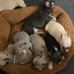 French Bulldog Puppies from Orderofthebulldogs, LLC