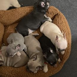 French Bulldog Puppies from Orderofthebulldogs, LLC