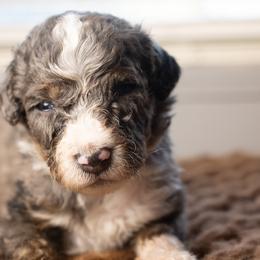 Prosecco - Trained Puppy Selection - Blue merle male Bernedoodle puppy in Youngstown, Florida from Wonderland’s Boujie Kennels
