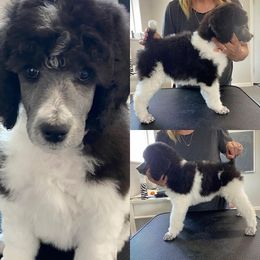 Poodle Puppies from High Mesa Standards