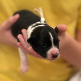 White - Black and white female Border Collie puppy in Palmetto Bay, Florida from Hill Valley Border Collies