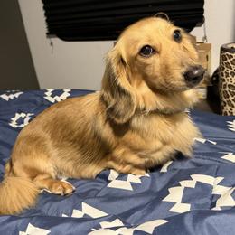 Hazel - Dachshund