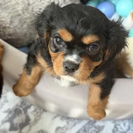 Cavalier King Charles Spaniel Puppies from Infinity Paws Cavaliers