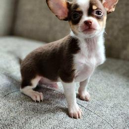 Chihuahua and Shih Tzu Puppies from Cuties 4 You