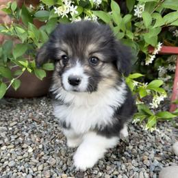 Biscuit - Black and tan male Pembroke Welsh Corgi puppy in Bakersfield, California from Kern River Corgis