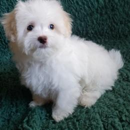 Maltipoo Puppies from Little Cupcakes and Pumkins Maltipoos