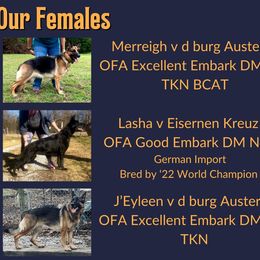 German Shepherd Puppies from Austerlitz German Shepherds