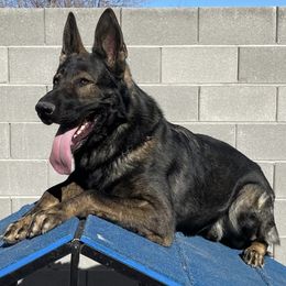 German Shepherds from A1EliteK9 German Shepherds