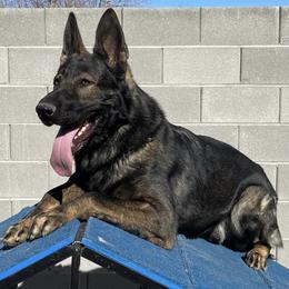 German Shepherds from A1EliteK9 German Shepherds