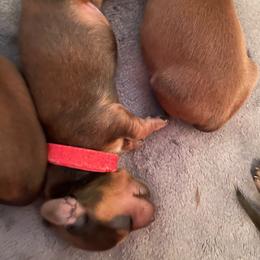 Red - Chocolate and tan male Dachshund puppy in Iredell, Texas from The Bloomin Dachshund