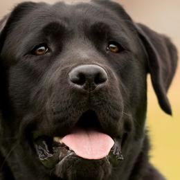 Labrador Retrievers from Buckley Labradors