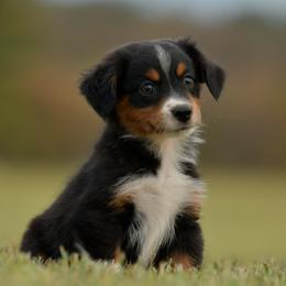 Castle - Black tri female Miniature Australian Shepherd puppy in Hartman, Arkansas from Southern Edition Aussies