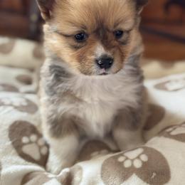 Brie - Red female Pembroke Welsh Corgi puppy in Axtell, Nebraska from Lost Creek Corgis