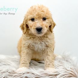 Juneberry - Cream Goldendoodle puppy in Lancaster, Minnesota from North Star Dog Training