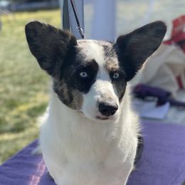 Larka - Cardigan Welsh Corgi