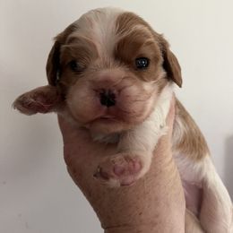 Boy1- ready for his home Dec 17th - Blenheim male Cavalier King Charles Spaniel puppy in Danville, Pennsylvania from RoaringCreek