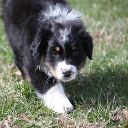Australian Shepherd Puppies from Flying L Aussies