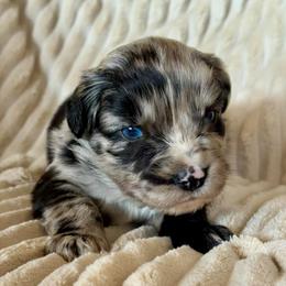 Atlas - Blue merle male Miniature Australian Shepherd puppy in New Hampton, Iowa from Full River Australian Shepherds