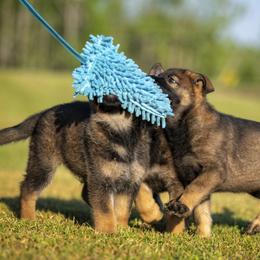 German Shepherd Puppies from Sommerfeld German Shepherds