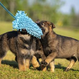 German Shepherd Puppies from Sommerfeld German Shepherds