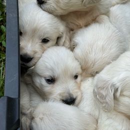 Snowflake - Golden Retriever puppy from Southern Belle's Puppies