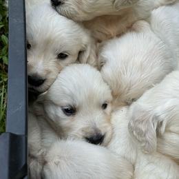 Snowflake - Golden Retriever puppy from Southern Belle's Puppies