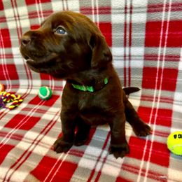 Green Collar - Chocolate female Labrador Retriever puppy in Alvin, Texas from Red Retrievers
