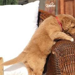 Saint Berdoodle Puppies from Highland Ridge Doodles