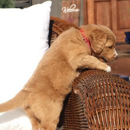 Saint Berdoodle Puppies from Highland Ridge Doodles