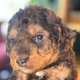 Boy 3 - Phantom male Goldendoodle puppy in Holly, Colorado from Vida’s Loving Doodles
