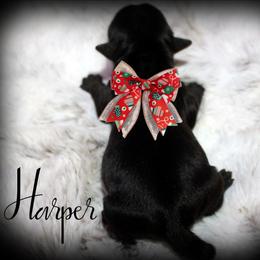 Harper - Black and gold female Yorkshire Terrier puppy in Warren, Michigan from Danielle's Yorkie & Shih Tzu Babies