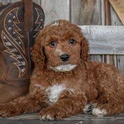 Justice-Black Collar - Red male Irish Doodle puppy in Macedon, New York from Toodles Goldendoodles