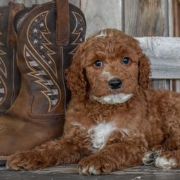 Justice-Black Collar - Red male Irish Doodle puppy in Macedon, New York from Toodles Goldendoodles